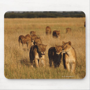Moremi Wildlife Reserve, Botswana Muismat