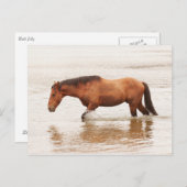 Morende zwemtocht voor een paard briefkaart (Voorkant / Achterkant)