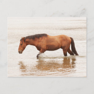 Morende zwemtocht voor een paard briefkaart