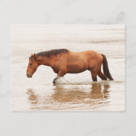 Morende zwemtocht voor een paard briefkaart