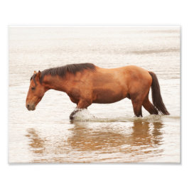 Morende zwemtocht voor een paard foto afdruk