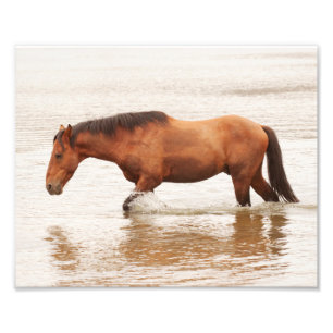 Morende zwemtocht voor een paard foto afdruk