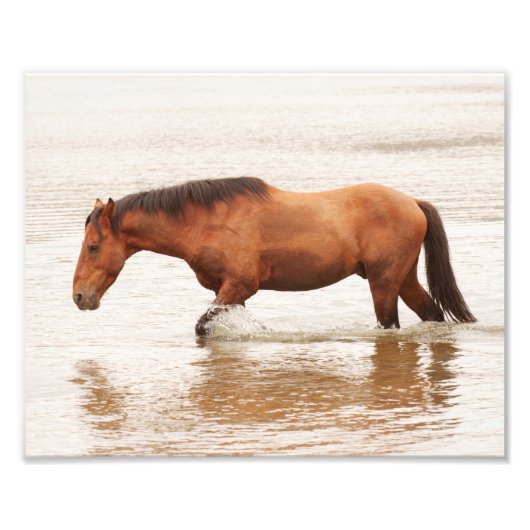 Morende zwemtocht voor een paard foto afdruk (Voorkant)