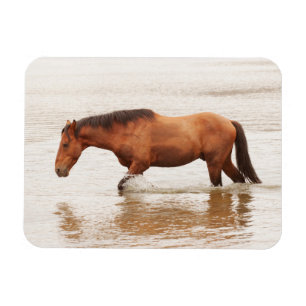 Morende zwemtocht voor een paard magneet