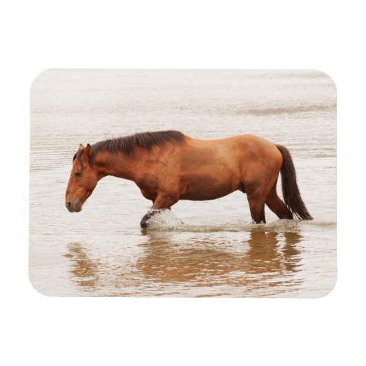 Morende zwemtocht voor een paard magneet (Horizontaal)