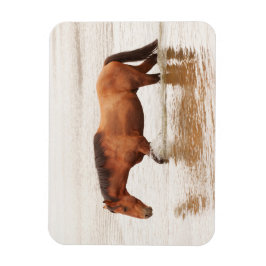 Morende zwemtocht voor een paard magneet