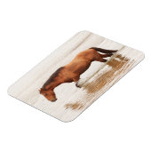 Morende zwemtocht voor een paard magneet (Linkerzijde)