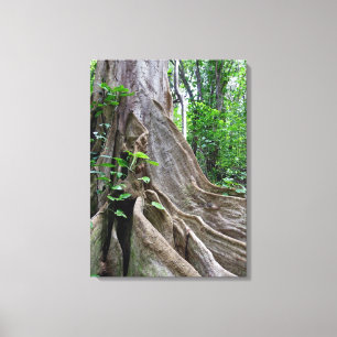 Moreton Bay Fig Tree Roots Canvas Afdruk