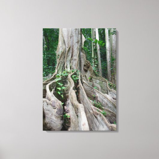 Moreton Bay Fig Tree Roots Canvas Afdruk (Voorkant)