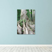 Moreton Bay Fig Tree Roots Canvas Afdruk (Insitu (Houten vloer))