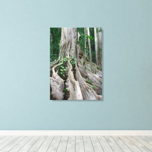Moreton Bay Fig Tree Roots Canvas Afdruk (Insitu (Houten vloer))