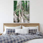 Moreton Bay Fig Tree Roots Canvas Afdruk (Insitu (Slaapkamer))