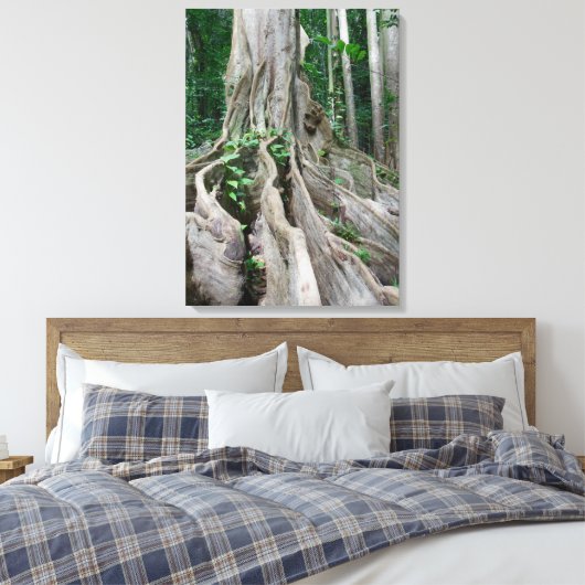 Moreton Bay Fig Tree Roots Canvas Afdruk (Insitu (Slaapkamer))