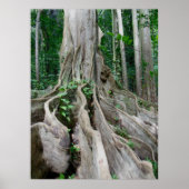 Moreton Bay Fig Tree Roots Poster (Voorkant)