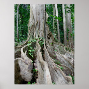 Moreton Bay Fig Tree Roots Poster