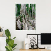 Moreton Bay Fig Tree Roots Poster (Thuiskantoor)