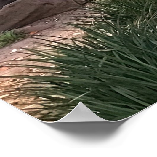 Moreton Bay vijgenboom Poster (Hoek)