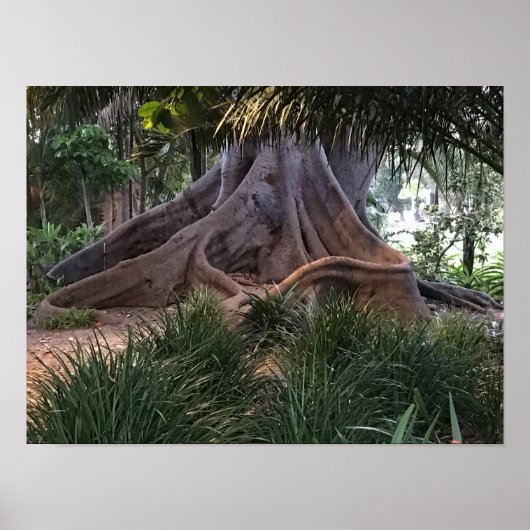Moreton Bay vijgenboom Poster (Voorkant)