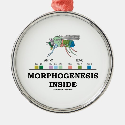 Morfogenese in Drosophila Fruit Fly Genes Metalen Ornament (Voorkant)
