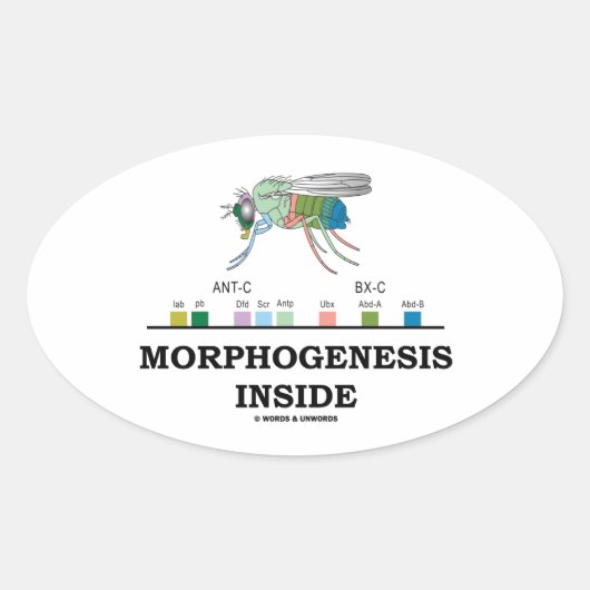 Morfogenese in Drosophila Fruit Fly Genes Ovale Sticker (Voorkant)