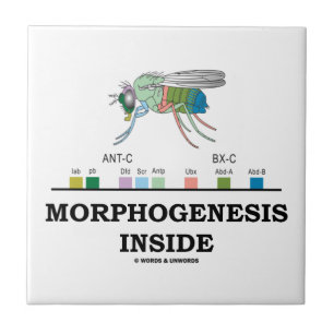 Morfogenese in Drosophila Fruit Fly Genes Tegeltje
