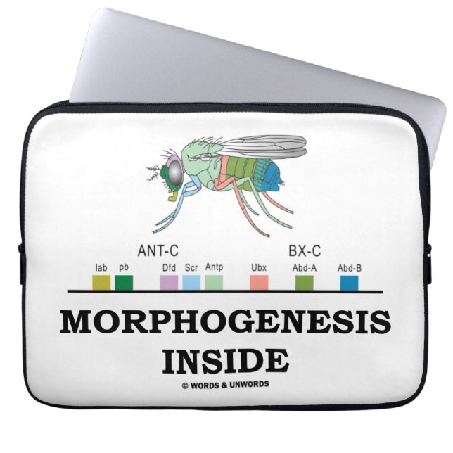 Morfogenese in (Drosophila Homeobox Genes) Laptop Sleeve (Voorkant)