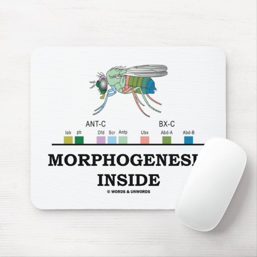 Morfogenesis Inside (Fruit Fly Drosophila Genes) Muismat (Met muis)