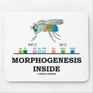 Morfogenesis Inside (Fruit Fly Drosophila Genes) Muismat