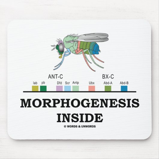 Morfogenesis Inside (Fruit Fly Drosophila Genes) Muismat (Voorkant)