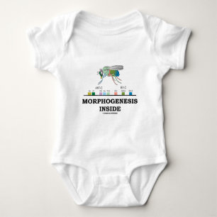 Morfogenesis Inside (Fruit Fly Drosophila Genes) Romper