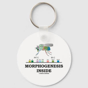 Morfogenesis Inside (Fruit Fly Drosophila Genes) Sleutelhanger