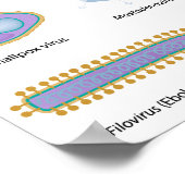 Morfologie van vaak voorkomende virussen Poster (Hoek)