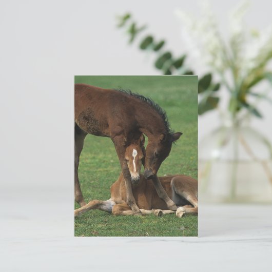 Morgan Foals Play Briefkaart (Staand voorkant)