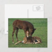 Morgan Foals Play Briefkaart (Voorkant / Achterkant)