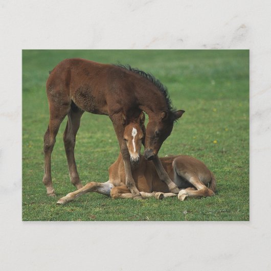 Morgan Foals Play Briefkaart (Voorkant)