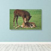 Morgan Foals Play Canvas Afdruk (Insitu (Houten vloer))