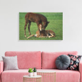 Morgan Foals Play Canvas Afdruk (Insitu (Woonkamer))