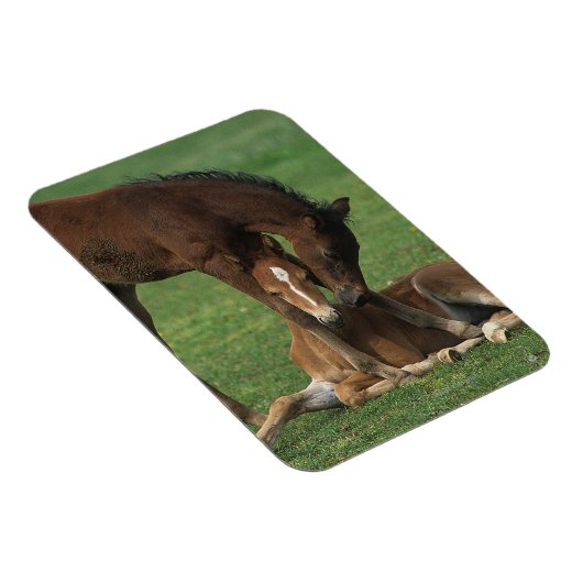 Morgan Foals Play Magneet (Rechterzijde)