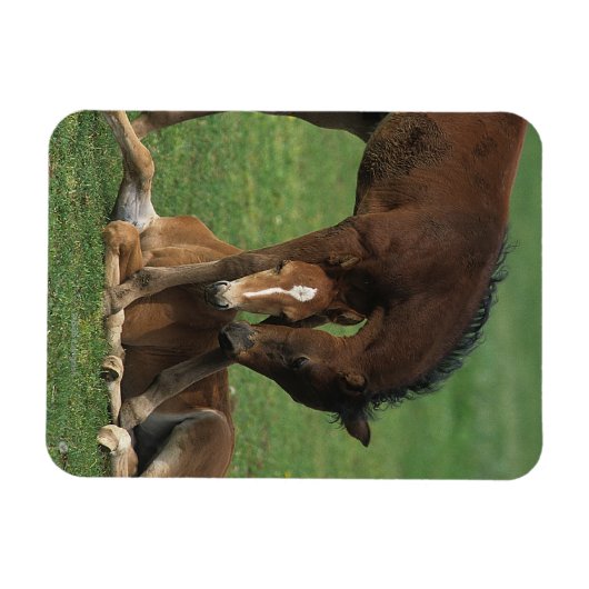 Morgan Foals Play Magneet (Horizontaal)