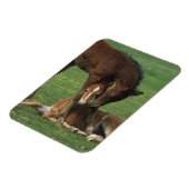 Morgan Foals Play Magneet (Linkerzijde)