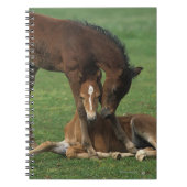 Morgan Foals Play Notitieboek (Voorkant)