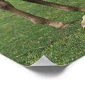 Morgan Foals Play Poster (Hoek)