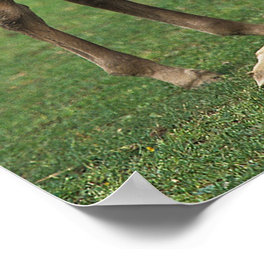 Morgan Foals Play Poster (Hoek)