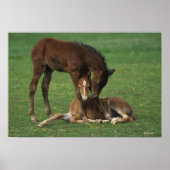 Morgan Foals Play Poster (Voorkant)