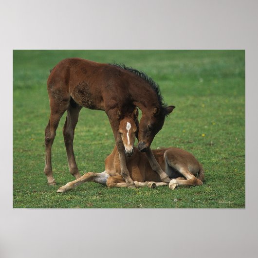 Morgan Foals Play Poster (Voorkant)