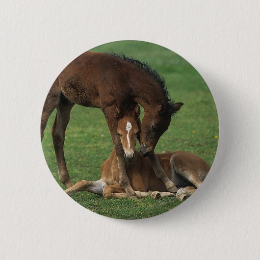 Morgan Foals Play Ronde Button 5,7 Cm (Voorkant)