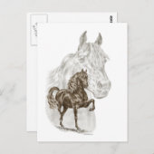 Morgan Horse Art Briefkaart (Voorkant / Achterkant)