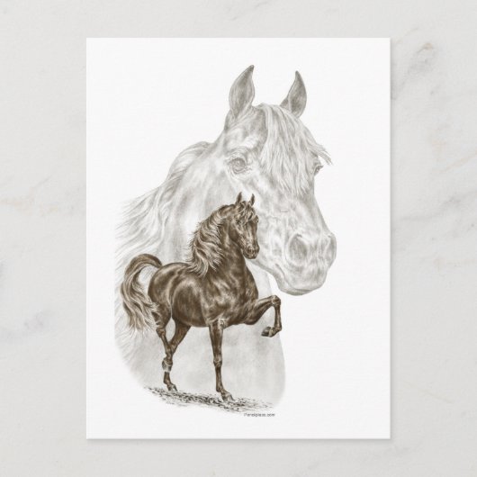 Morgan Horse Art Briefkaart (Voorkant)