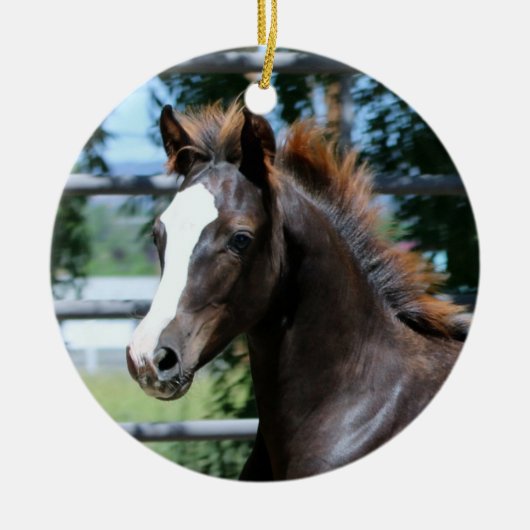 Morgan Horse Baby Ornament (Voorkant)