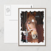 Morgan Horse Happy Briefkaart (Voorkant / Achterkant)